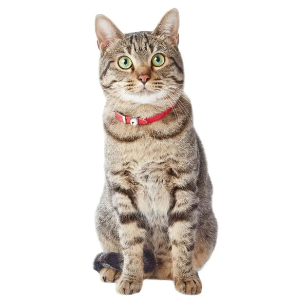 Add.Mate Collier pour chat en cuir de vachette Boucle à dégagement de sécurité Rouge 20-25 cm