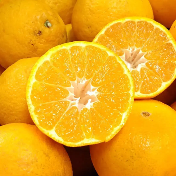 Chikyubatake-Organic-Handmade-Shiranui-Citrus-Marmalade-Jam-140g-3-2026-05-07T06:01:34.309Z.webp