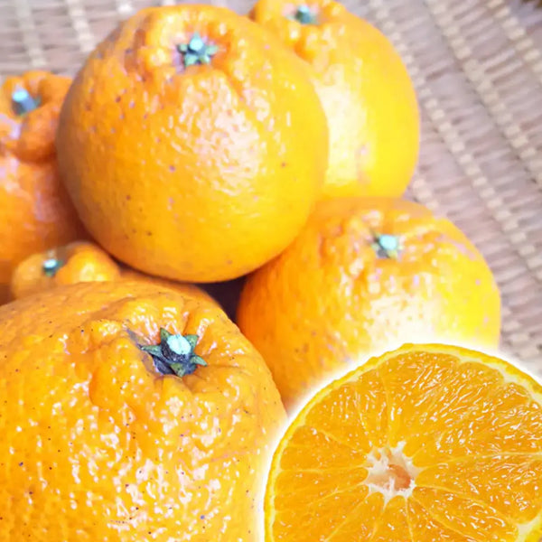 Chikyubatake-Organic-Handmade-Shiranui-Citrus-Marmalade-Jam-140g-4-2026-05-07T06:01:34.309Z.webp