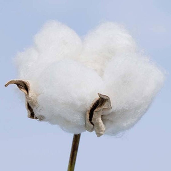 Cotton-Labo-Organic-Cotton-Sanitary-Napkins-16-Pads-5-2025-09-01T23:21:20.326Z.jpg