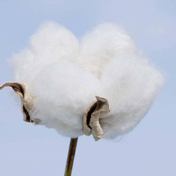 Cotton-Labo-Organic-Cotton-Sanitary-Napkins-with-Wings-16-Pads-3-2025-08-18T23:31:53.598Z.jpg
