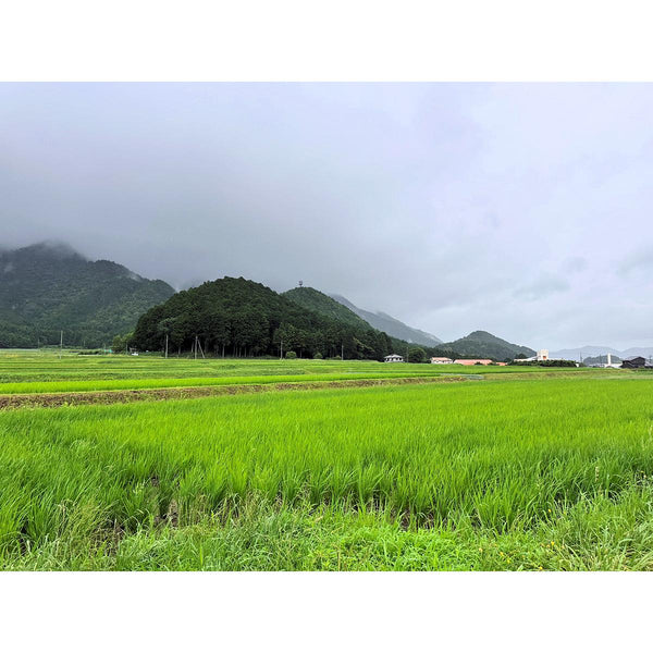 Organic-Koshikari-Hakumai-Rice-Japanese-White-Rice-2kg-5-2025-03-05T00:44:59.126Z.jpg