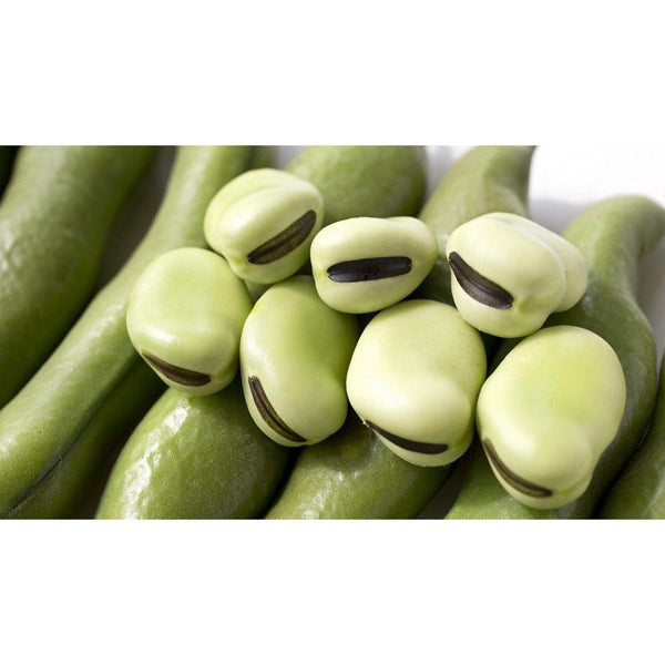 P-3-TKHA-FAVSHO-300-Takahashi Shoten Fava Bean Shoyu Sauce (Soy-Free Soy Sauce) 300ml.jpg