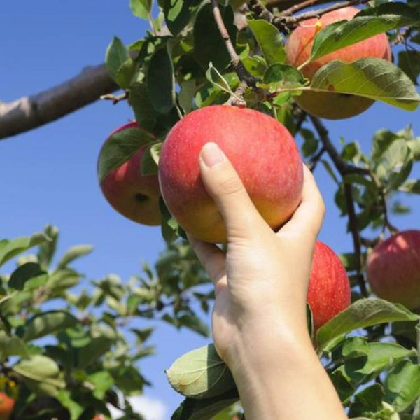 Shinshu-Nagano-Apple-Curd-Additive-Free-Creamy-Apple-Spread-130g-3-2026-04-06T08:19:58.897Z.jpg