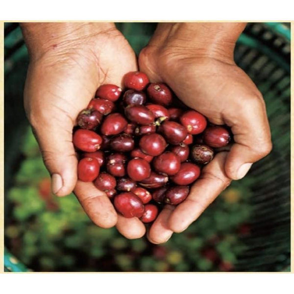 UCC-Craftmans-Drip-Coffee-Bag-Rich-Special-Blend-36-Bags-4-2025-10-17T03:20:02.279Z.jpg