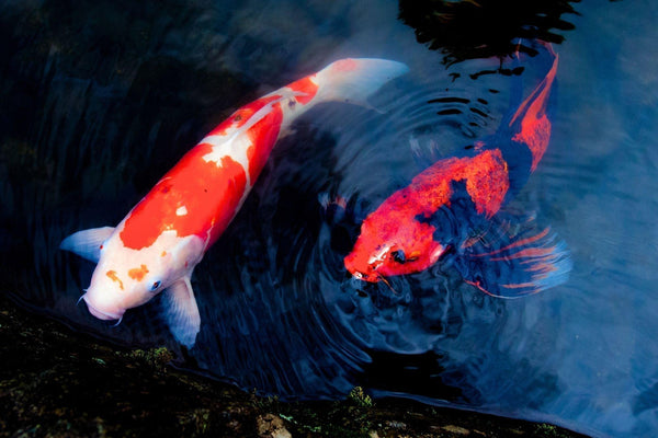 Koi Fish in Japanese Culture: Meaning, Symbolism & Why They Represent Luck