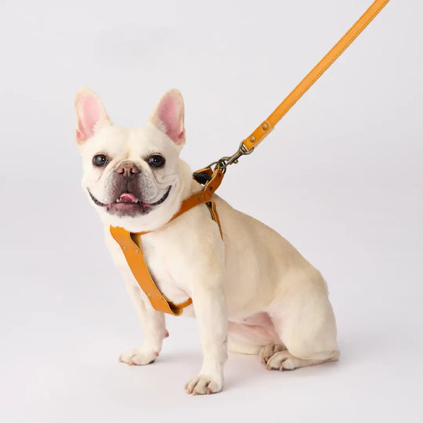 Bonbi Pets Tochigi Harnais pour chien en cuir de vache Marron camel