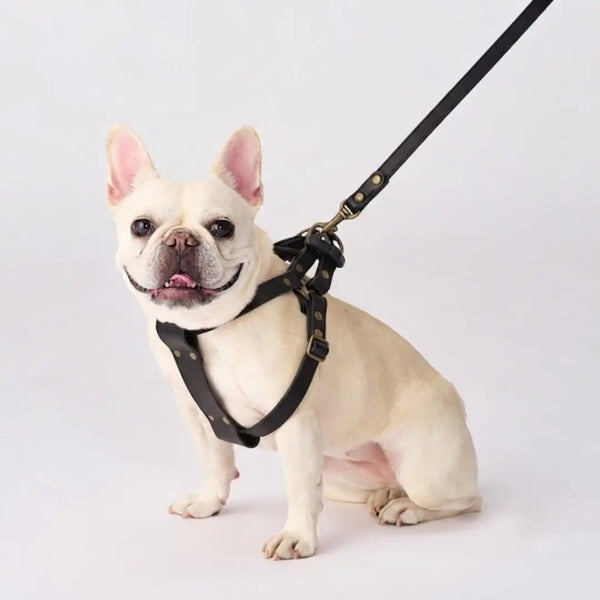 Bonbi Pets Tochigi Harnais pour chien en cuir de vache Vert olive