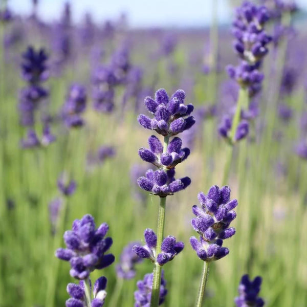 Flavor-Life-Pure-Natural-Kamifurano-Lavender-Essential-Oil-3ml-3-2025-12-05T02:29:37.009Z.jpg