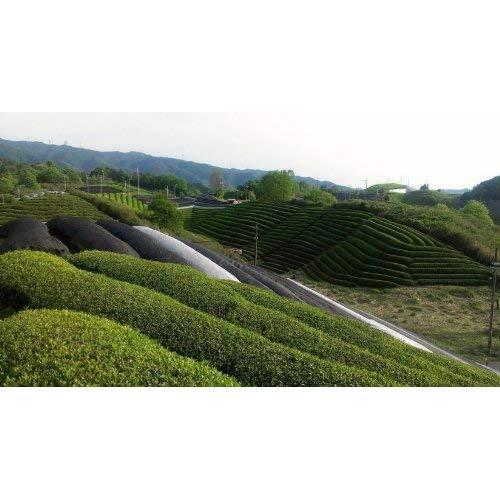 Harimaen-Authentic-Certified-Organic-Matcha-Powder-From-Uji-30g-3-2025-06-22T01:08:50.377Z.jpg