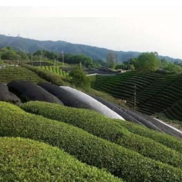 Harimaen-Organic-Kyoto-Matcha-Green-Tea-Powder-In-Tin-Can-20g-3-2025-07-18T07:49:03.654Z.jpg