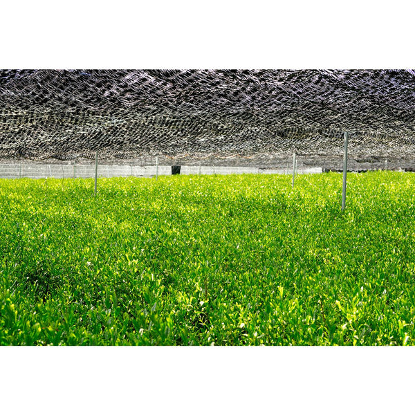 Magouemon-Yamashiro-Premium-Uji-Matcha-Hand-Picked-and-Stone-Milled-20g-3-2026-02-24T07:36:47.217Z.jpg