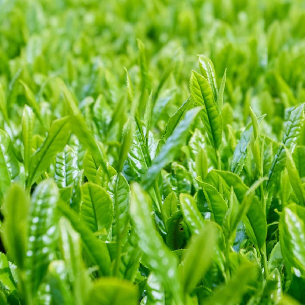 Organic-Uji-Kyoto-Green-Tea-Gift-Box-Set-3-Premium-Varieties-3-2026-06-15T05:36:36.116Z.jpg