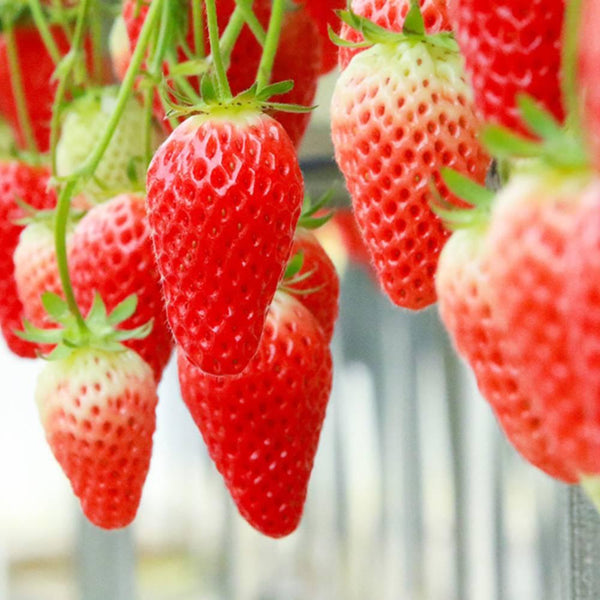 Shinshu-Strawberry-Curd-Additive-Free-Creamy-Strawberry-Spread-130g-3-2026-04-06T08:21:38.852Z.jpg